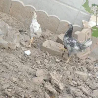 جوجه ۳ ماهه به همراه لونه