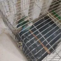 یک جفت طوطی برزیلی|پرنده|رودهن, |دیوار