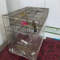 سهره|پرنده|همدان, |دیوار