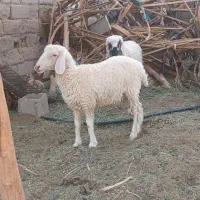دوتا کاور نژاد دوقلویی مالداری چاق و سرحال