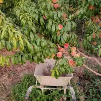 باغ ویلایی|فروش خانه و ویلا|صوفیان, |دیوار