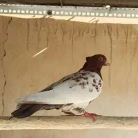 کبوتر کفتر کله ای|پرنده|شاهین‌شهر, عطار|دیوار