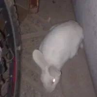 خرگوش چشم قرمز