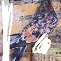 کبوتر گمشده