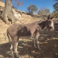 الاغ ماده با کره ماده