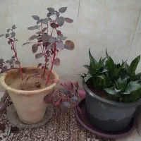 گل های زیبا باقیمت خیلی مناسب|گل و گیاه طبیعی|مرند, |دیوار