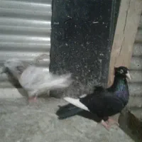 فروش یا معاوضه با کفتر رنگی خوب