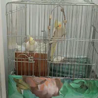 عروس هلندی مولد