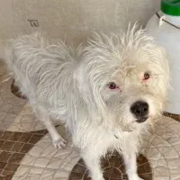 سگ پیدا شده