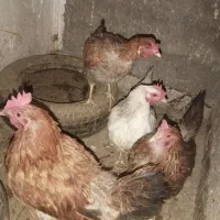 مرغ تخمگذار