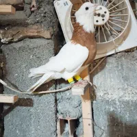 کبوتر رنگی بوم