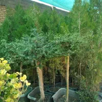 درخت ونهال|گل و گیاه طبیعی|اصفهان, قهاب جنوبی|دیوار