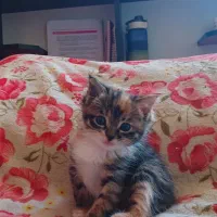 واگذاری رایگان گربه