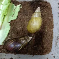 تقبل واگذاری حلزون