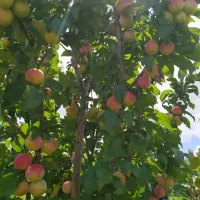 هرس کار ماهر برای درختان بخصوص درختان میوه تضمینی|خدمات باغبانی و درختکاری|اسلام‌شهر, صادقیه|دیوار