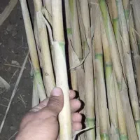 نی امسالی برای اهوازی ،حصار ،هندوانه..