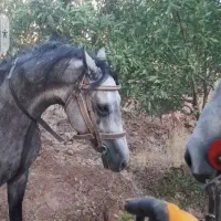 نریون چهار سال پرخون دمگیر