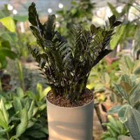 گلخونه گاردن سیتی آپارتمانی|گل و گیاه طبیعی|محمودآباد, |دیوار