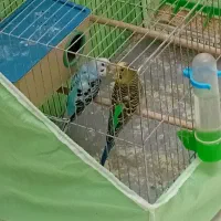 مرغ عشق مولد