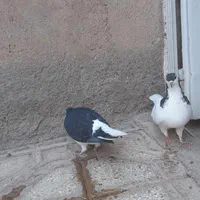 کفترجفگاهی وجوجه