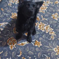 اشمیت مینی بلک