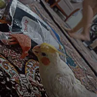 عروس|حیوانات|سبزوار, هویزه|دیوار