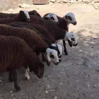 بره پروار