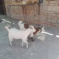 دوتا تروشت خوب وچاق