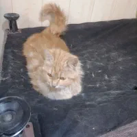 خانم کیتی گربه ای استثنایی