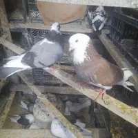 کبوتر شازده سبز|پرنده|شاهین دژ, |دیوار