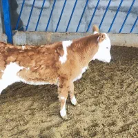 گوساله سیمینتال