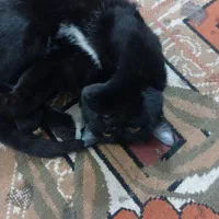 گربه|گربه|قم, نخودی|دیوار