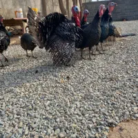 ۲۵ عدد نیمچه غاز و 6عدد بوقلمون نر|حیوانات مزرعه|آبیک, |دیوار