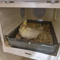 جوجه عروس هلندی لوتینو|پرنده|ری, اقدسیه|دیوار