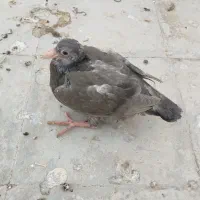 یه جفت جوجه درشت