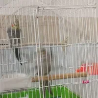 عروس هلندی|پرنده|اسدآباد, |دیوار