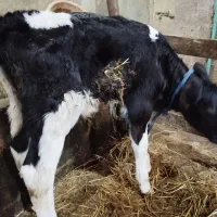 گوساله نر شیرخوار|حیوانات مزرعه|رشت, حومه رشت|دیوار