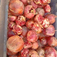 انار ربی دون قرمز|خوردنی و آشامیدنی|سبزوار, عارف|دیوار