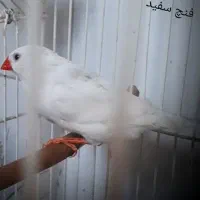 (( فنچ))|پرنده|بسطام, |دیوار