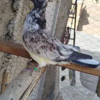 کفتر غریب گیر