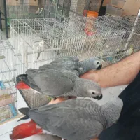 جوجه کاسکو  تازه دونخور نرم خور وسرلاکی