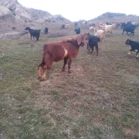 نر جوان عراقی|حیوانات مزرعه|اهر, |دیوار