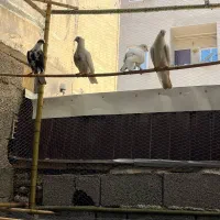 کبوتر|پرنده|شفت, |دیوار