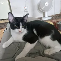 گمشده گربه