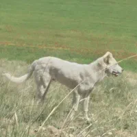 گم شده