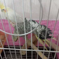 عروس هلندی مولد