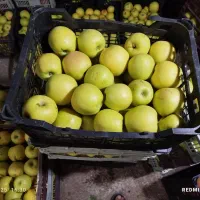 سیب سفید و قرمز