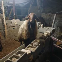 قوچ هترو|حیوانات مزرعه|اسفراین, |دیوار