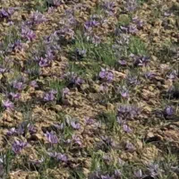 فروش زمین گشاورزی