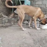 سگ سرابی نر۱۱ ماهه